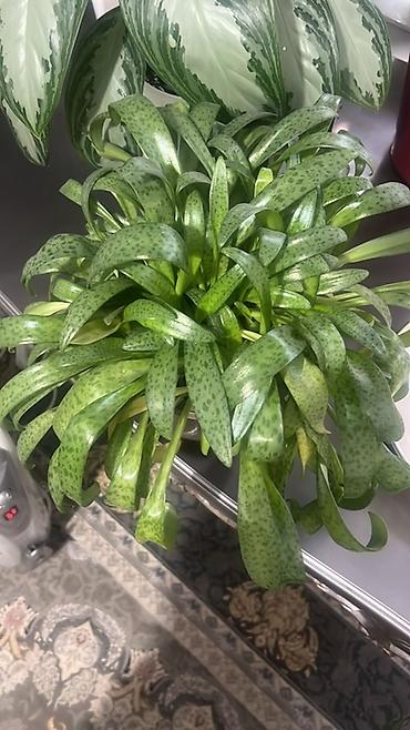 Диффенбахии: Комнатные растения в декоративных горшках - Диффенбахия крупнолистная — 38