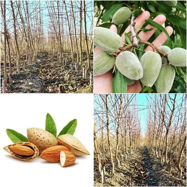 Tinglər: Məhsul: meyvə tingləri Xüsusiyyətlər: - Hər növ meyvə tingləri — 9