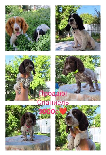 Собаки: Спаниель, 2 месяца, Самец, С прививкой at lalafo.kg Собаки: Спаниель, 2 месяца, Самец, С прививкой