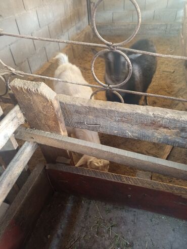 Козы, козлы: Козы — 9