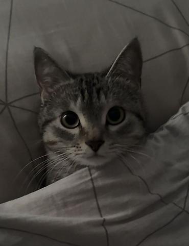 scottish fold: Котята породистые метисты. Полу шотландские полу британские котята — 4