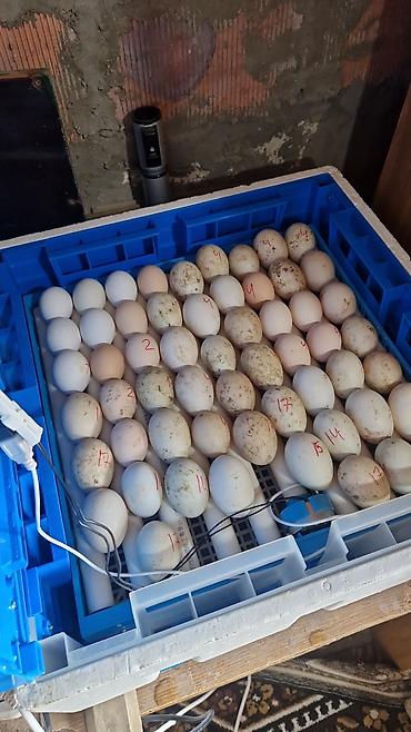 Dayələr: Ördək yumurtası inkubasiyası xidməti - Yumurtaların peşəkar — 8