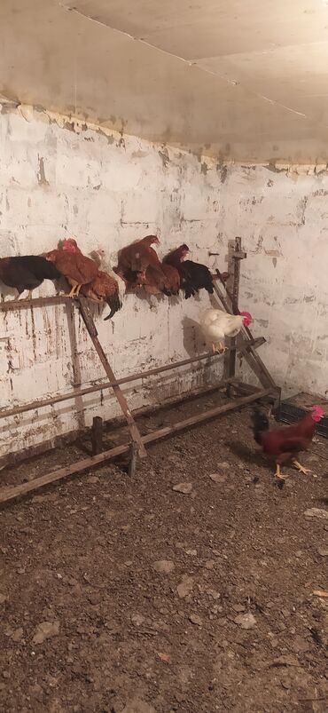 qəfəs quş: Çolpar Satlır fərələr və Xoruzlar 15 Azen öz qapımındı istəyən olsa