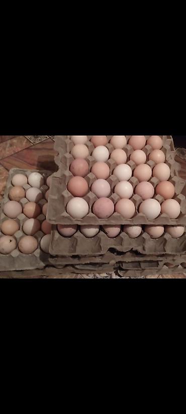 Двуспальные кровати: Кровать двух спальная светлая новая + матрас диван новый — 11