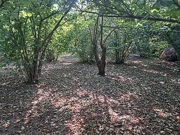 seki torpaq: 52 sot, Kənd təsərrüfatı, Kupça (Çıxarış) — 2