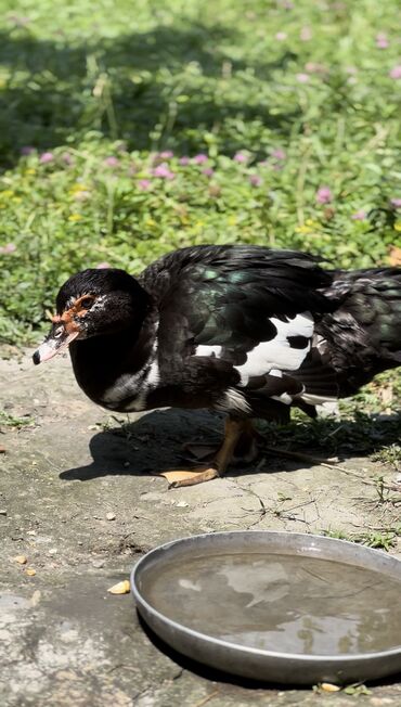 Ördəklər: Muscovy ördəyi (indoutka) – qarışıq qara-ağ lələklər, qırmızı karnizli — 8