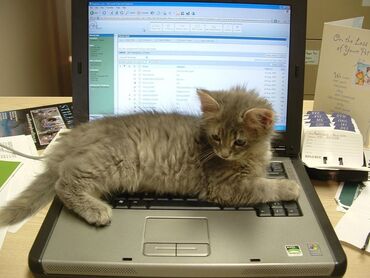 Tibb, əczaçılıq: Online iş axdarılır! Ev şəraitində komputer və internet üzərindən