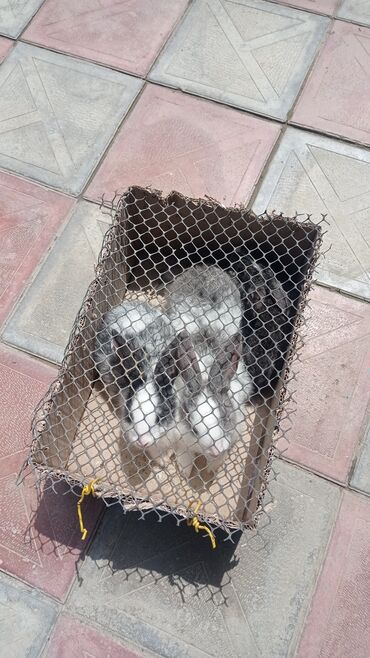 kaliforniya dovşanı: 3 eded dovwan 20 manat sabuncudadi uwaklarcun almiwdim balaca olanda