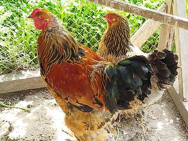 brama cuceleri: Brahma Gold təmiz cins xoruz verə cütlüyü satılır yumurtaya düşüb real — 2
