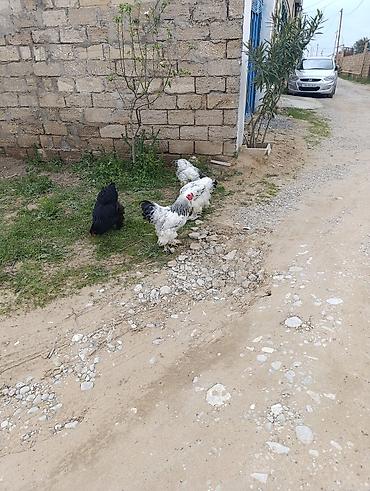 Digər quşlar: 3 dənə xoruzdu Heç 1 yaşları yoxdu 2 si təzə banlamağa başlayıb biri — 9