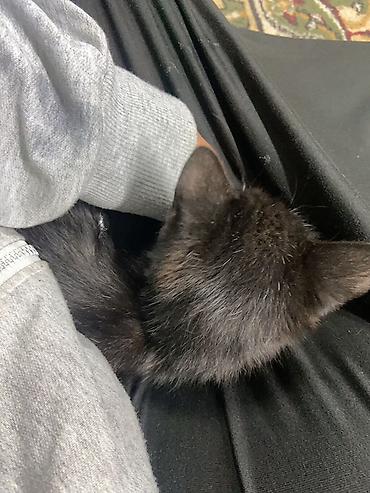 ххх кот: Черный котенок (примерно 3–5 мес.) с короткой мягкой шерстью — 1