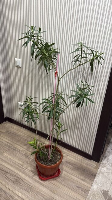 растения для офиса: Комнатное растение в горшке — олеандр (Nerium oleander) высота 130 см