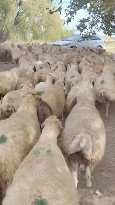 qara pisik satisi: Dişi, il: 1, Damazlıq, Pulsuz çatdırılma — 2