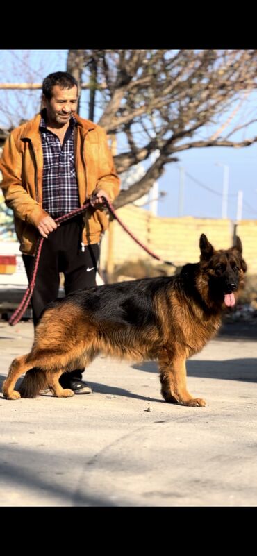 İtlər: Alman çoban iti, 2 il, Dişi, Peyvəndli — 3