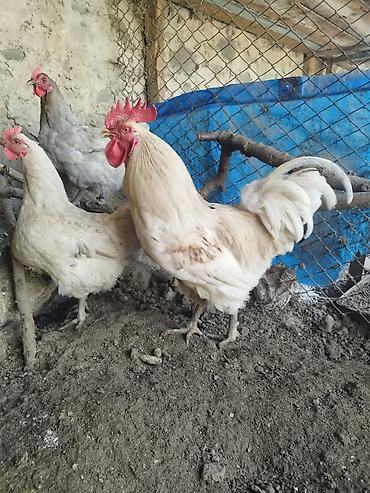 papuqay satisi: Avstrolop yumurtası satılır, ağ, qara, boz rəngləri var — 3