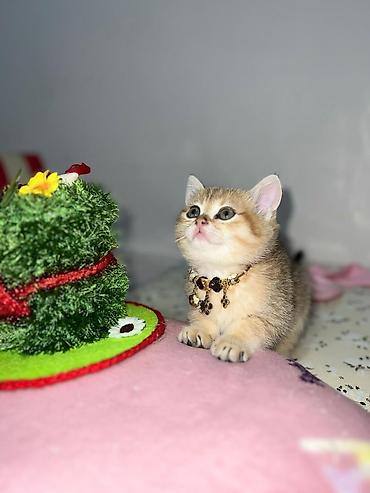 Pişiklər: Britan — 7