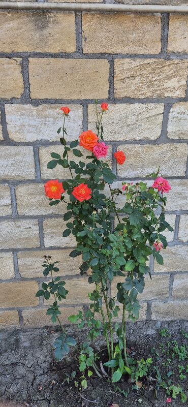 Şitillər: SAQI Gülçülük – Tərtərin ən gözəl gülləri • Öz bağımızda yetişdirilən — 15