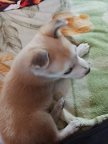 dog chow: Щенок девочка породистая на половину хаски — 3