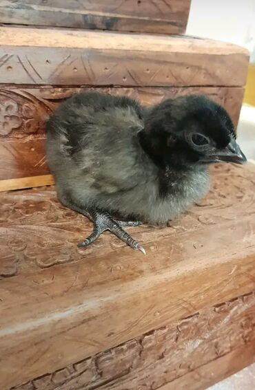 Xoruzlar: Xoruz, il: 1 -da lalafo.az — 18 Xoruzlar: Xoruz, il: 1 — 18