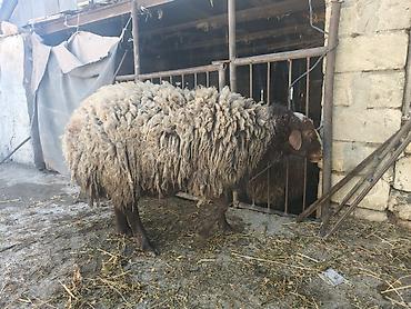 dişi pişiklər: Qoyun – yerli cins, qalın və uzun yunlu. - Növ: ana qoyun - Rəng — 4