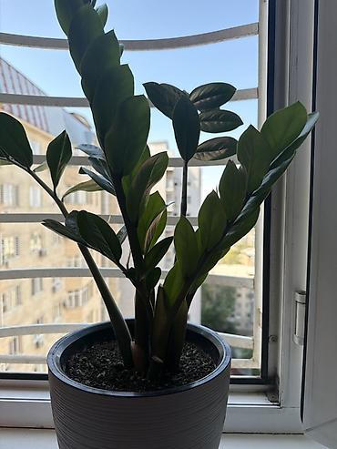 ayn: Комнатные растения в горшках 1) Эуфорбия Миля (Euphorbia milii — 4