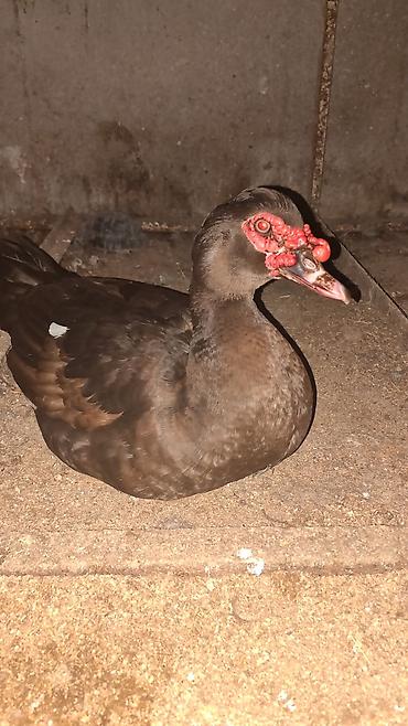 ordəylər: Salam hər kəsə! Əlimdə Bronze Muscovy Duck və Chocolate Muscovy Duck — 2