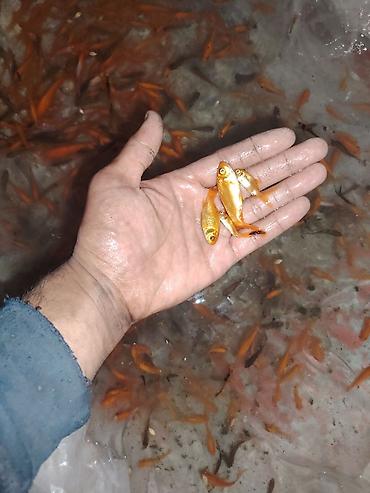 oranda: Qızıl balıq, Sülhsevər, Ünvandan götürmə — 7
