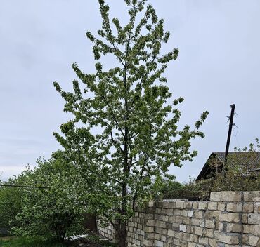 Torpaq sahələrinin satışı: 4 sot, Tikinti, Mülkiyyətçi, Kupça (Çıxarış)