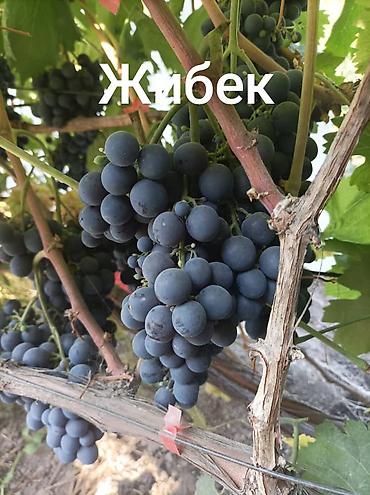 семена ель: Ландыш, кишмиш Лучистый, Академик, Аркадия, кишмиш Юпитер,Ливия — 7