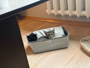 возьму котят: Котёнок девочка, 3-3,5 месяца Котёнок очень любознательный, приучен к