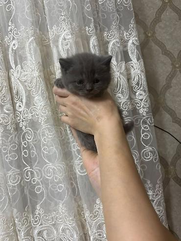 бесплатные котята в душанбе: Британская, В добрые руки, Самовывоз, Бесплатная доставка, Платная доставка — 3