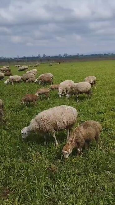 qaradolaq qoyun satilir: Dişi, il: 1, Damazlıq, Südlük, Ətlik, Ünvandan götürmə