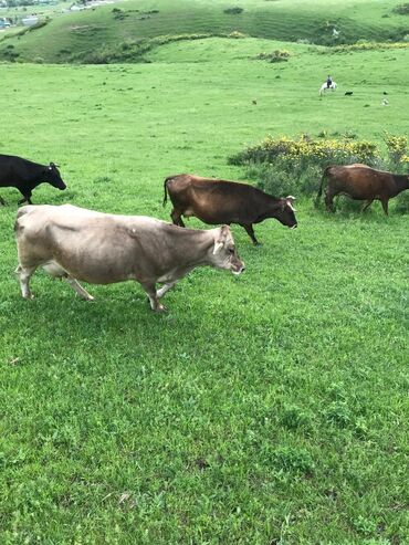 бекназар купил корову и овцу: Продаю | Корова (самка) | Алатауская | Для разведения, Для молока | Стельные
