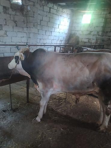 balaca dana: Qurbanlıq danalarımız var istiyən əlaqə saxlaya bilərlər — 1