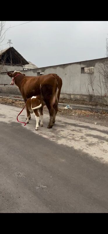 Inəklər, öküzlər: Satılır: inək bala ilə - Cins: qırmızı-ağ rəngdə, ətlik-südlük tip — 8