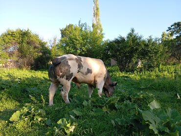 молочные каровы: Сатам | Бука (эркек) | Бельгия | Көбөйтүү үчүн | Жасалма уруктандырылган
