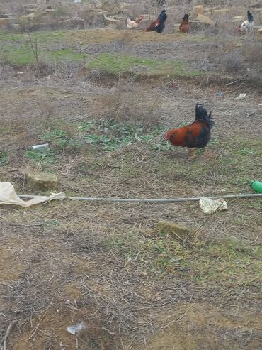 Toyuqlar: Salam xoruzlar satılır 6 aylıq xoruzlardır inkivatortdan çıxan cücələr — 10