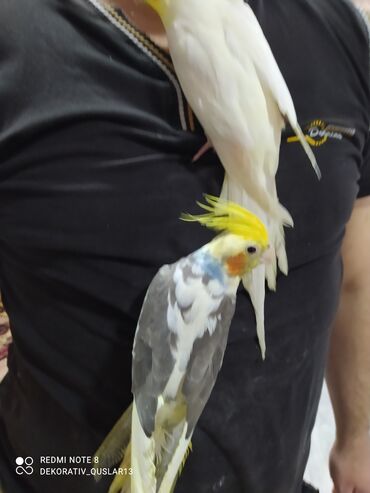Tutuquşları: SALAM ENDİRİMLƏRƏ DAVAM. 💥🔥.HAZIR DANIŞAN QUŞLAR SATILIR!!!!!! Yaş — 2