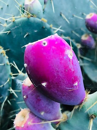 pencere resotkalari: Kilosu 4 manat isdənlən qədər var Məhsul: Opuntia (dikenarmud/çəçələ — 1