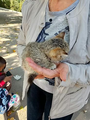шотландская кошка бишкек: Котёнок, - Пол: девочка,маленький котёнок, 1–2 месяца - Окрас — 4