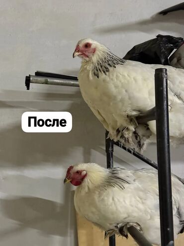 оборудование для кур несушек цена: Продаю | Куры, Петух | Брама