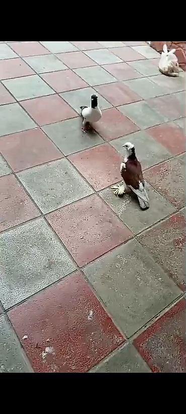 Quşlar: Salam dekarativ ağbaş erkəydi,manax mayayla barter de olunur,satışda — 2