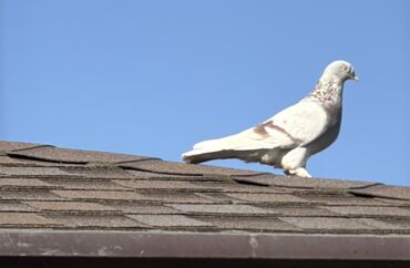 сколько стоит шотландская вислоухая кошка: Такла пара, с двумя пискунами