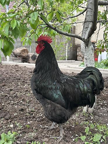 Куры, петухи: Продаю | Петух | Для разведения — 17