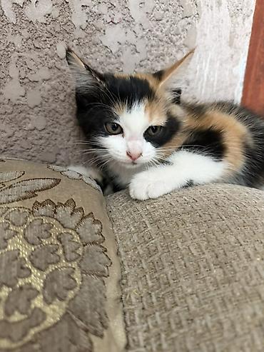 pitomnik temir: Отдам ДАРОМ домашних котят — 3
