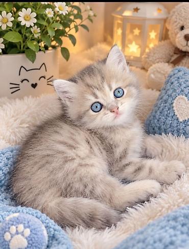 balaca itder: Qızıl şinşilla, Dişi, Yaxşı əllərə — 1