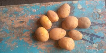 цена картошки в бишкеке: Картошка средний семена Джелли (желе) 5 тонны есть