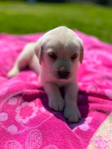kucici nemackog ovcara na prodaju: Rezervacija štenaca. Na prodaju štenci labradora, oštenjeni 23.03