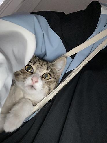 ожиреловые попугаи: Кошка даром: Беспородная, Девочка, Приучена к лотку — 2