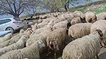 Qoyunlar, qoçlar: Satış: Qoyun sürüsü 0509813022 - Növ: Qoyun (ana qoyunlar üstünlük — 8